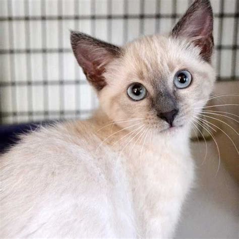 Cat Rescue Near Me Siamese