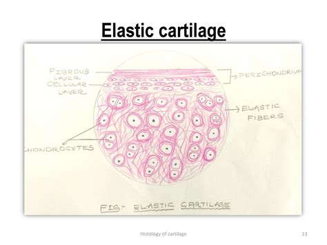 Elastic Cartilage Histology