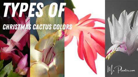 Types of Christmas Cactus Colors (With IMAGES!)