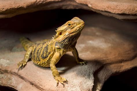 5 Great Pet Lizards - Reptiles Magazine