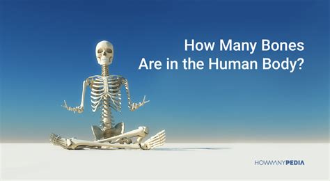 How Many Bones Are in the Human Body - Howmanypedia