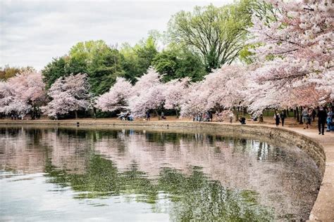 10 Stunning Spots In Which To Admire The Cherry Blossoms This Season ...