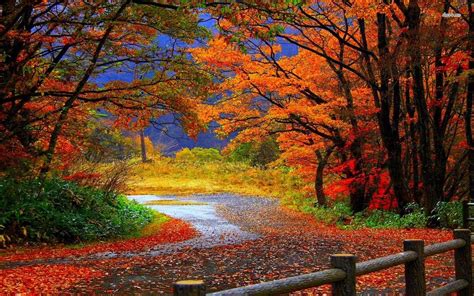 Fall Forest Wallpapers - Top Free Fall Forest Backgrounds - WallpaperAccess