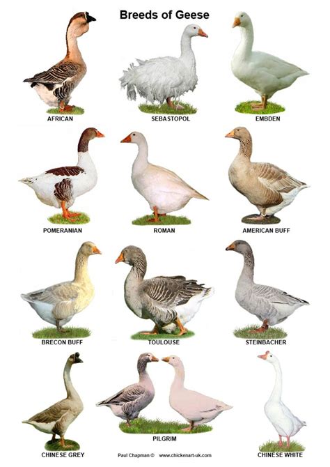 A4 Posters. Breeds of Geese - Etsy | Geese breeds, Bird breeds, Pet birds