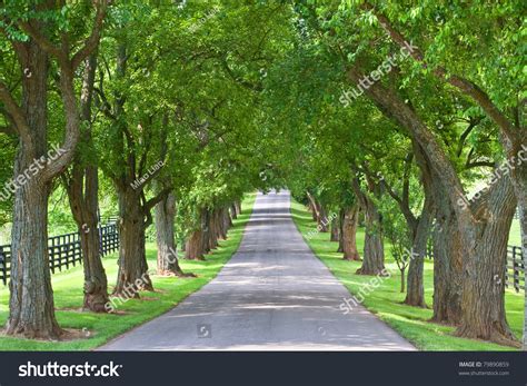 Tree Lined Road Stock Photo 79890859 : Shutterstock