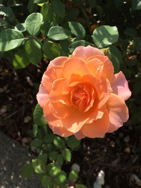 Beautiful Rose! Huntington Library Rose Garden