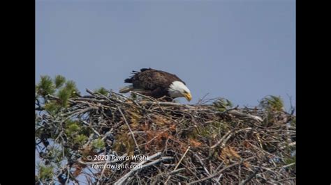 Nesting Eagle Pair 2020 - YouTube