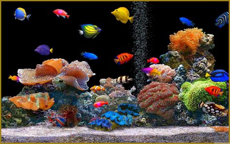 Aquarium Wallpaper - Aquariums Wallpaper (40193615) - Fanpop