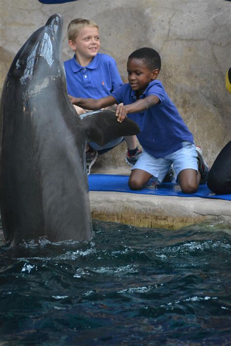 Dolphin Encounter at Georgia Aquarium — MOMSTROSITY