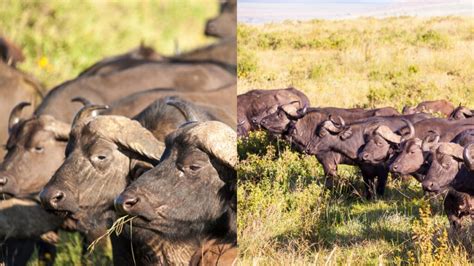 What Is a Group of Buffalo Called? - Buffalo Collective Nouns - Online Field Guide