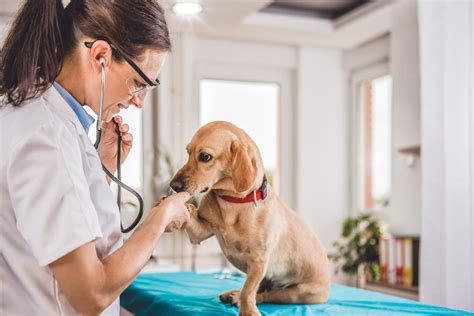 9 Ways to Get Affordable Vet Care - Vet Clinics Near You