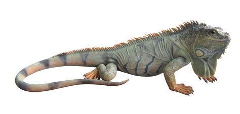 Iguana PNG Free Image | PNG All