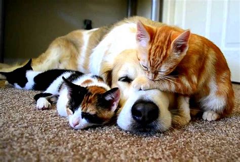 Beautiful Photos of Dogs Loving Their Baby Animal Friends