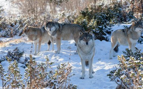 Wolf Pack in the Snow HD Desktop papel de parede: Widescreen: Alta ...