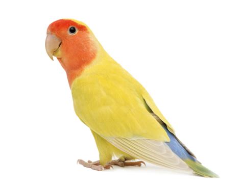 Bird Antibiotics: A Comprehensive Guide to Avian Health | VIParrot