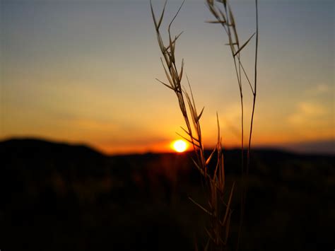 nature, Silhouette, Bokeh, Sunset Wallpapers HD / Desktop and Mobile ...