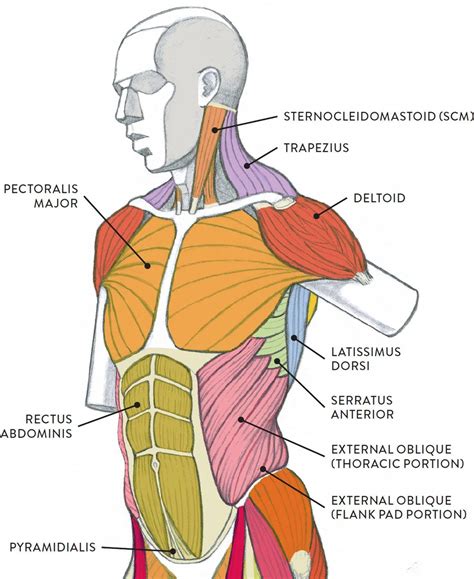 Pin by David Jay on refs | Human muscle anatomy, Body muscle anatomy ...