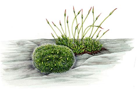 Botanical Illustrations of Mosses - Lizzie Harper