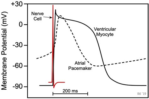 CV Physiology | Action Potentials