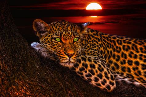 Leopard 4k Wallpaper