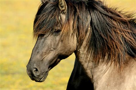 Brown Black Horse · Free Stock Photo