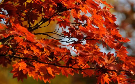 Japanese Maple Tree Mac Wallpaper Download | AllMacWallpaper