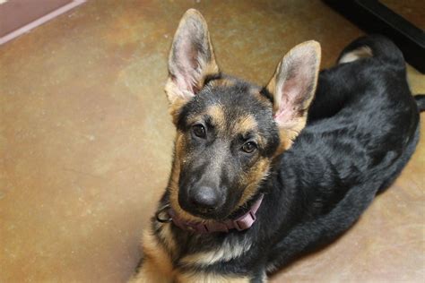 german shepherd puppy with big ears! | Mariposa Veterinary Wellness ...