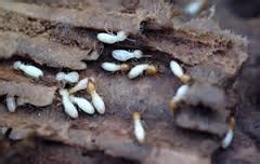 Termite and Carpenter Ant Control Program | How to Get Rid of Termite and Ant - Venus Pest Company