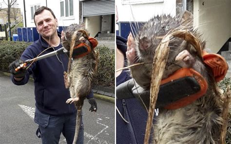 Pictures of the day: Dead mutant monster rat found near school in ...