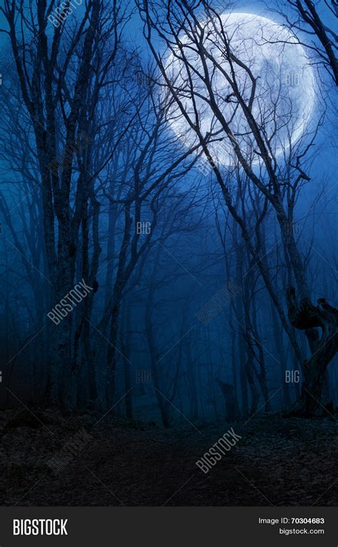 Dark Night Forest Image & Photo (Free Trial) | Bigstock