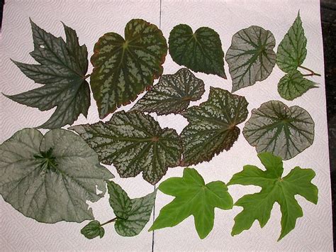 DC Tropics: Quick and easy begonia propagation