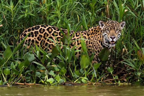 Jaguar Range States Look to Strengthen Conservation of Their Iconic Big Cat | Panthera