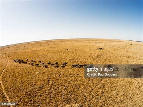 73 Wildebeest Migration Aerial Stock Photos, High-Res Pictures, and Images - Getty Images