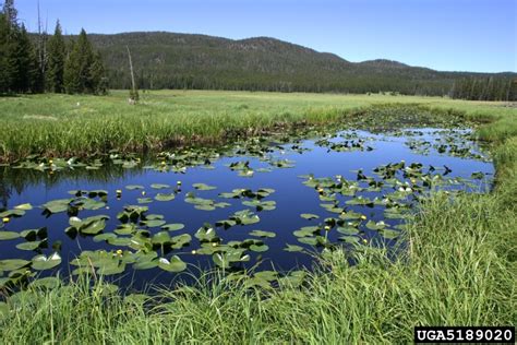 lakes and ponds