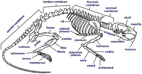 #Discover the Fascinating External Anatomy of Rats: A Comprehensive ...