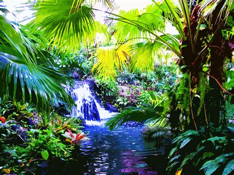 Tropical Jungle Wallpapers - Top Free Tropical Jungle Backgrounds ...