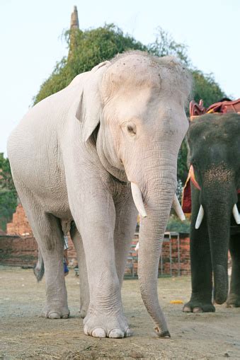 White Elephant Thailand Stock Photo - Download Image Now - African ...