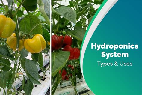 Hydroponics System: Types & Uses