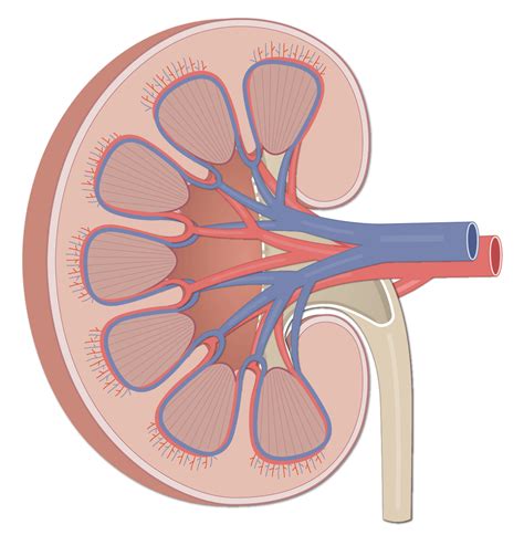 Kidney: Gross Anatomy (Media) – Human Bio Media