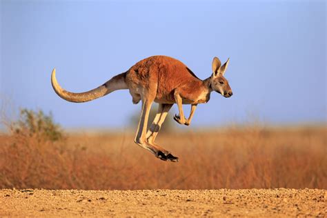 Kangaroo: Habitat, Behavior, and Diet