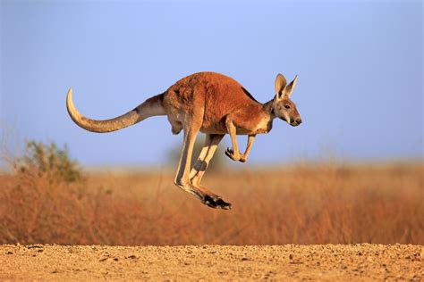 Kangaroo: Habitat, Behavior, and Diet