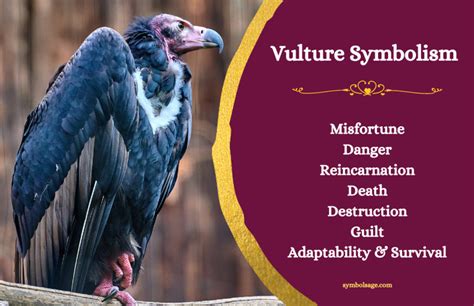 Vulture - Meaning and Symbolism - Symbol Sage