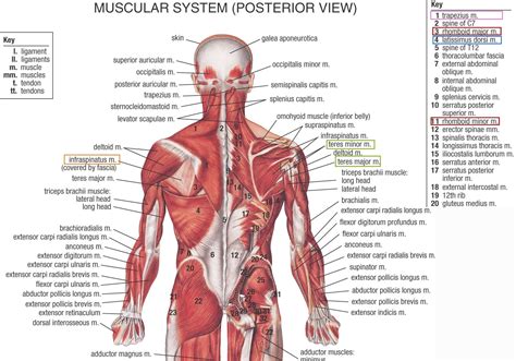 Shoulder Muscles Names Muscles Name Location In Hindi – Anatomy Body System | Neck and shoulder ...