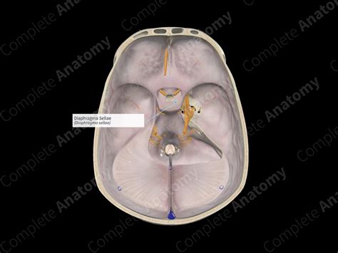 Diaphragma Sellae | Complete Anatomy