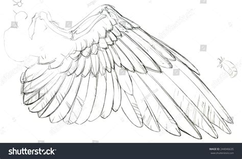 4 Bird's Wing Anatomy Drawing Images, Stock Photos & Vectors | Shutterstock