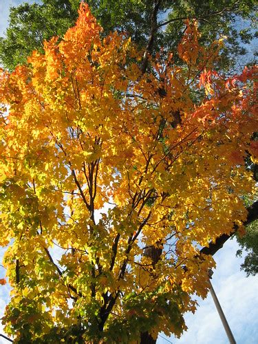 Autumn colors | Natalia Wilson | Flickr