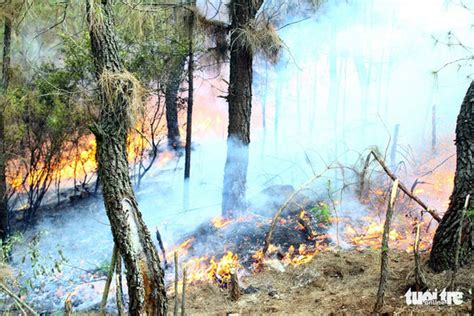 Conflagration destroys over 50ha of forest in Vietnam | Tuoi Tre News