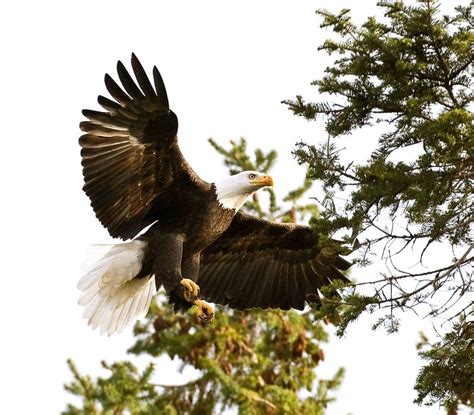 Bald Eagle Landing