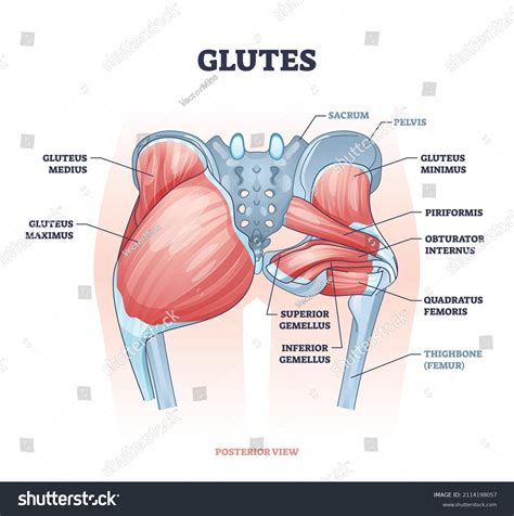 660 imágenes de Gluteal is - Imágenes, fotos y vectores de stock | Shutterstock