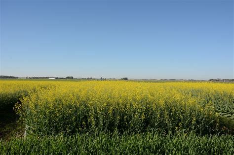 Manipulating agronomic factors for optimum canola harvest timing ...